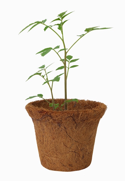 Small fresh tomato plants in eco pot made from coconut fiber biodegradable pots isolated on white background
