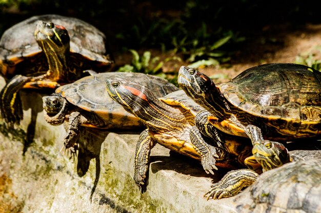 Small freshwater turtles warm up in the sun