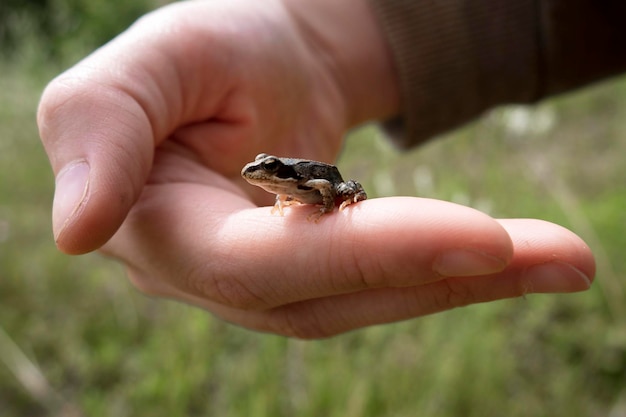 Photo a small frog on a mans hand