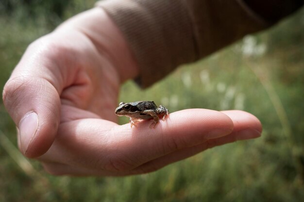 Photo a small frog on a mans hand