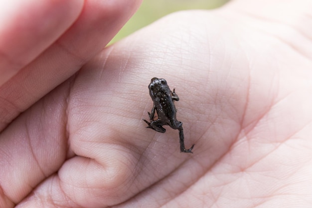 Photo small frog