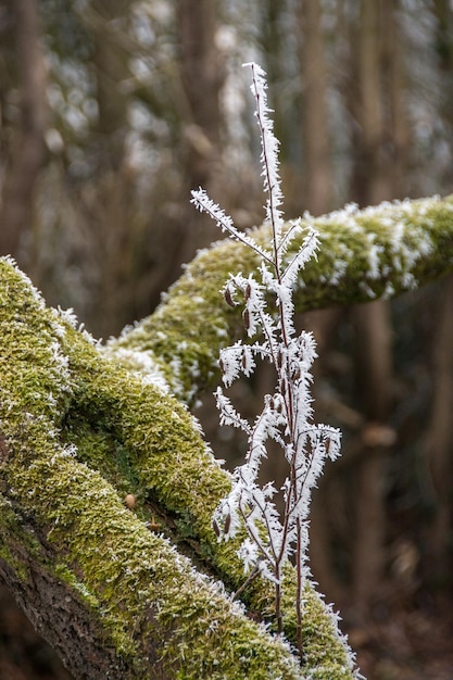 A small frozen branch on a dead tree by a cold december morning in Mayenne, France