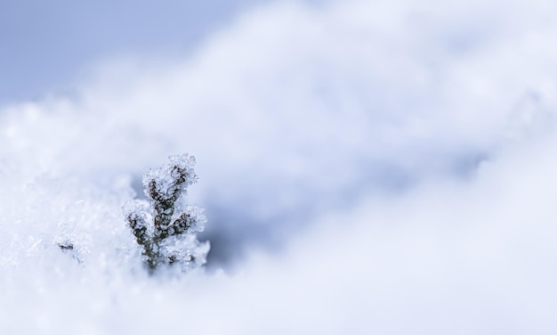 눈 속에서 작은 얼어붙은 thuja 분기 자연 겨울과 크리스마스 배경