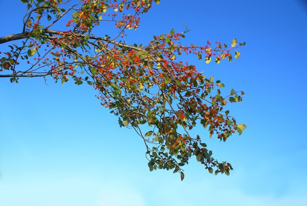 Small fruits