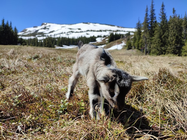 Foto piccolo primo piano divertente della capra alpina del bambino