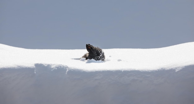 雪の中の小さな面白い黒いウサギ