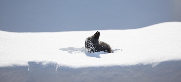 Foto piccolo coniglio nero divertente nella neve