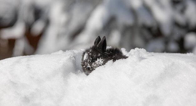 雪の中の小さな面白い黒いウサギ