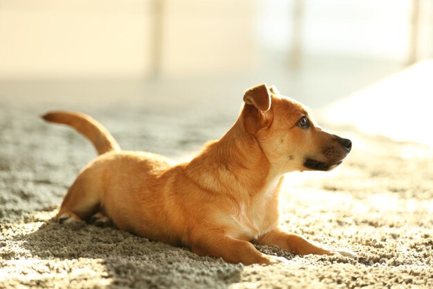 明るい部屋で小さな面白いかわいい犬