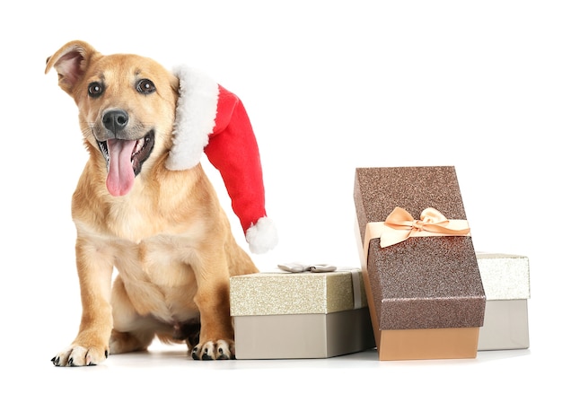 Piccolo e divertente cane carino con cappello da babbo natale e scatole regalo, isolato su bianco