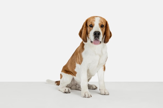 白いスタジオの背景の上に分離されたポーズをとる小さな面白い犬ビーグル犬