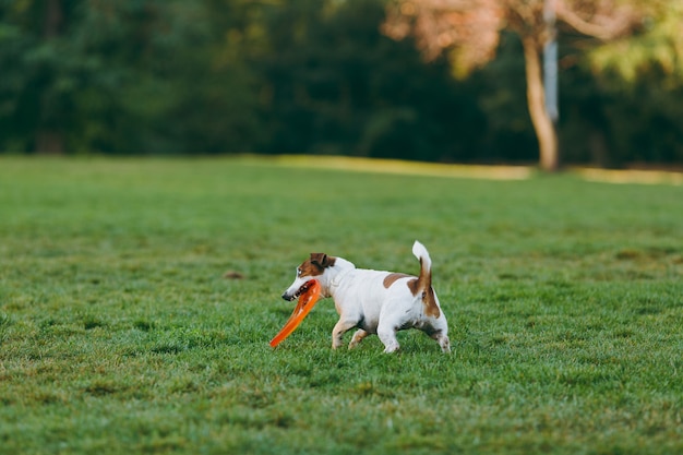 Small funny dog catching orange flying disk on the green grass. Little Jack Russel Terrier pet playing outdoors in park. Dog and toy on open air.