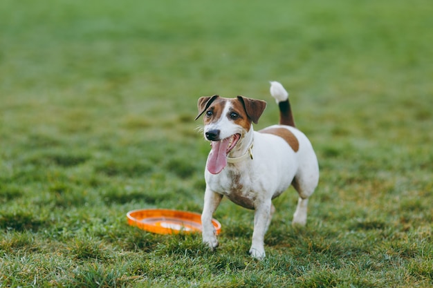 緑の草の上でオレンジ色のフライングディスクを捕まえる小さな面白い犬。公園で屋外で遊ぶリトルジャックラッセルテリアのペット。野外で犬とおもちゃ。