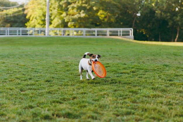 Piccolo cane divertente che cattura disco volante arancione sull'erba verde. piccolo animale domestico di jack russel terrier che gioca all'aperto nel parco. cane e giocattolo all'aria aperta.