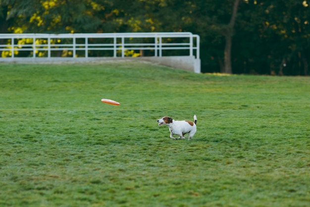 緑の草の上でオレンジ色のフライングディスクを捕まえる小さな面白い犬。公園で屋外で遊ぶリトルジャックラッセルテリアのペット。野外で犬とおもちゃ。