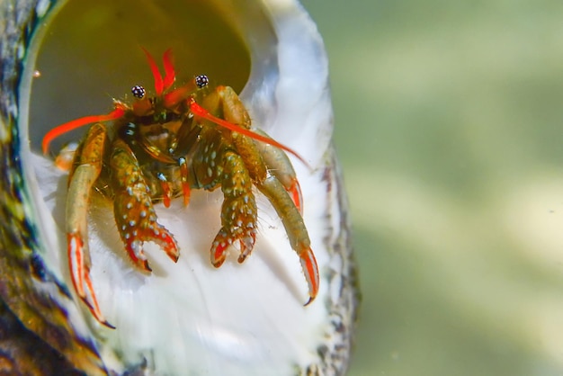 Small funny hermit crab underwater close up