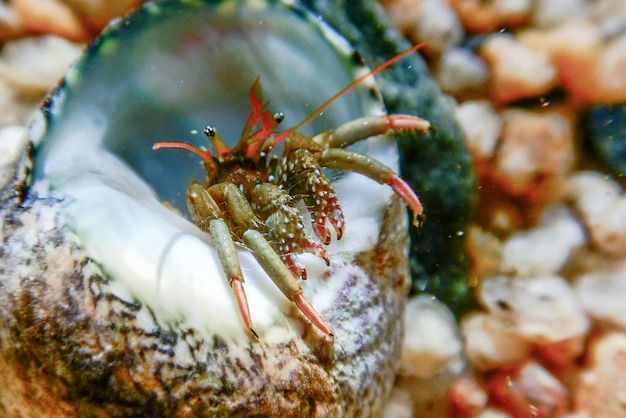 Small funny hermit crab underwater close up.