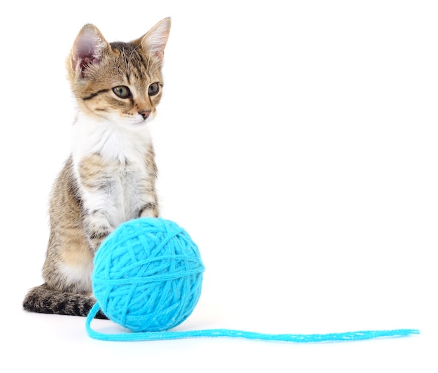 Small funny kitten and clew of thread isolated