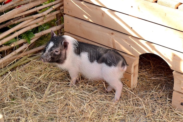 Photo small funny spotted piglet