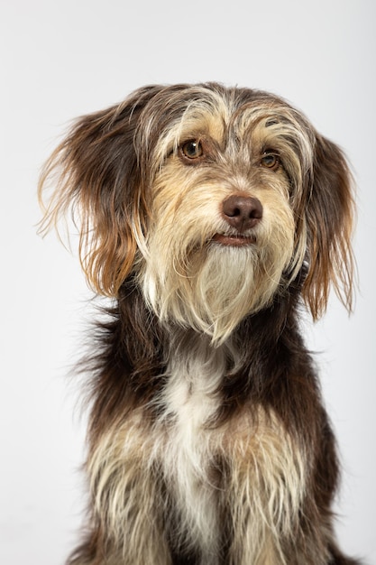 Small furry dog on white background