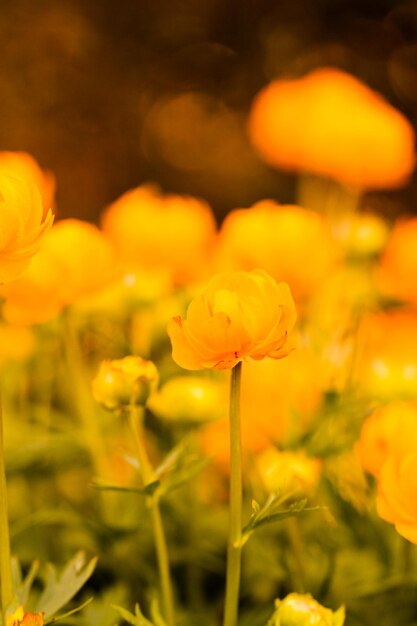 Small garden in full bloom in early spring