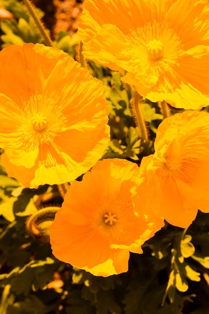 Small garden in full bloom in early spring