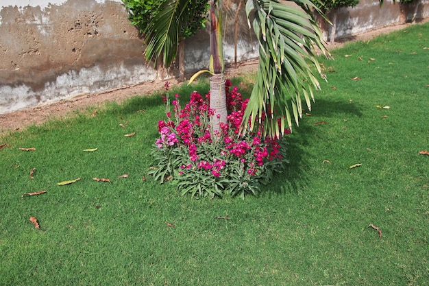 The small garden of Tooba Mosque in Karachi Pakistan