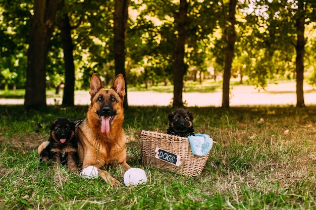 small German Shepherds