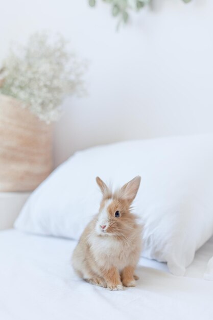 Photo small ginger home pet rabbit. easter bunny symbol. on white bed linen