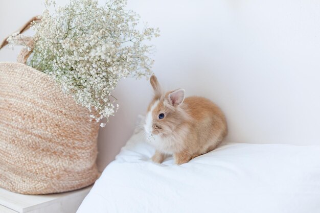 Photo small ginger home pet rabbit. easter bunny symbol. on white bed linen