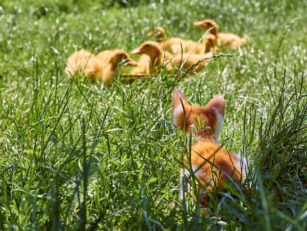 写真 小さな生姜の子猫が草の中でアヒルの子を狩る