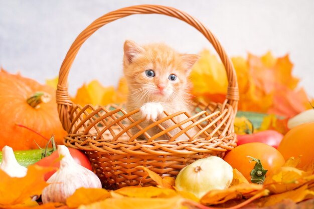 Small ginger kitten sits in a basket