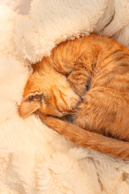 A small ginger kitten sleeps on a soft blanket on the sofa in the living room.