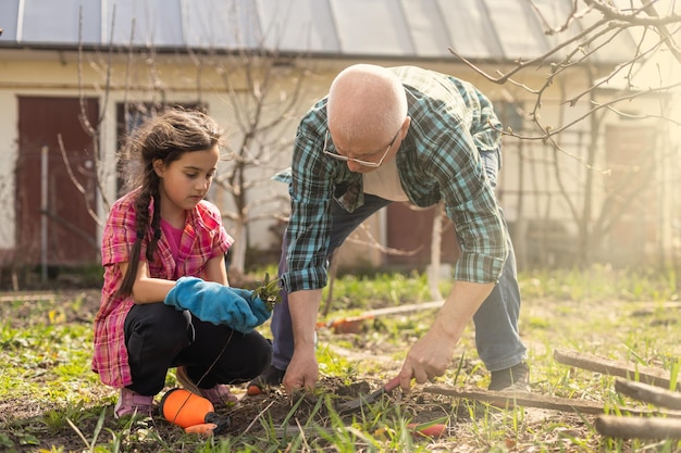 Маленькая девочка со старшим дедушкой в саду на заднем дворе, садоводство.