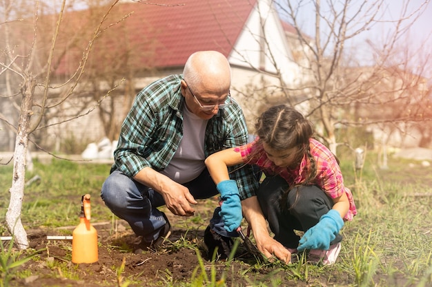 Small girl with senior grandfather in the backyard garden, gardening.