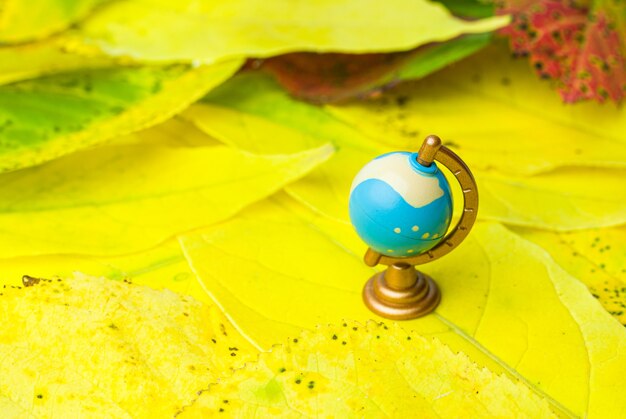 Small globe on yellow autumn leaves