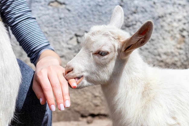 A small goat bites a girl, his mistress, on the finger