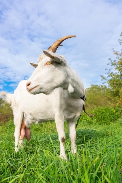 Piccola capra in un campo di grano