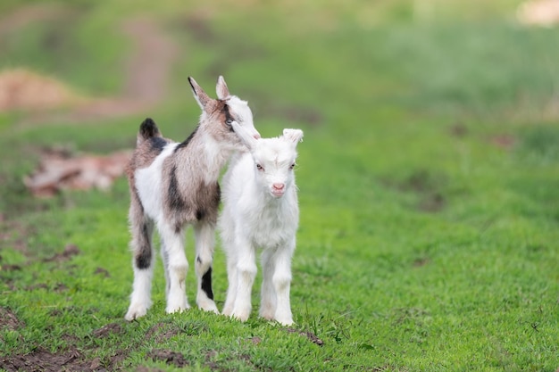 Small goat in a field of wheatx9