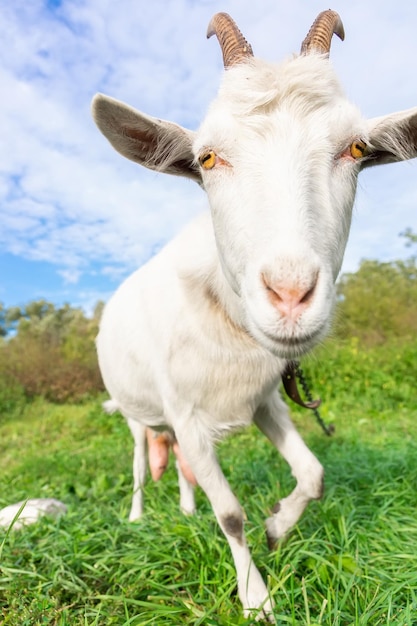 Small goat in a field of wheatx9