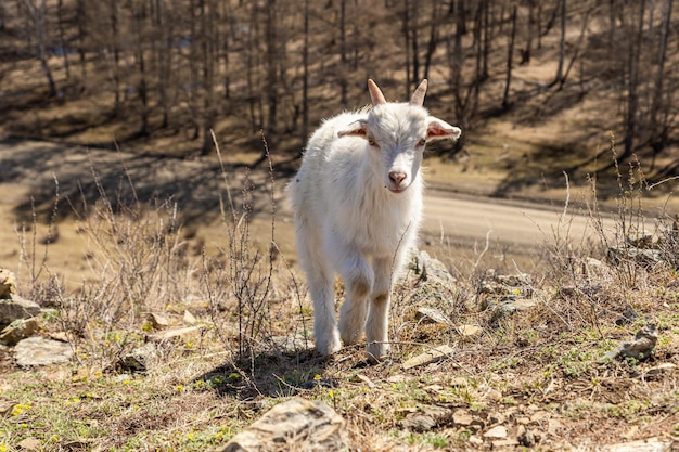 Маленькая коза в высокогорье или горах в Каракольском этноприродном парке Уч Энмек Республика Алтай Россия
