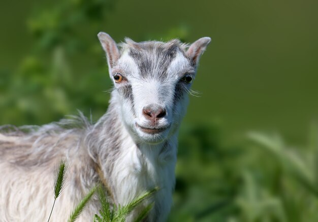 A small goat is shot close-up