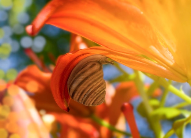 A small grape snail crawls over a red lily flower