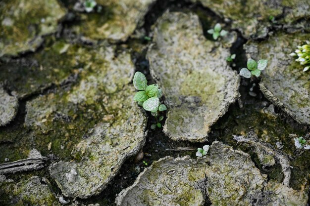 土の割れ目から生えている小さな草