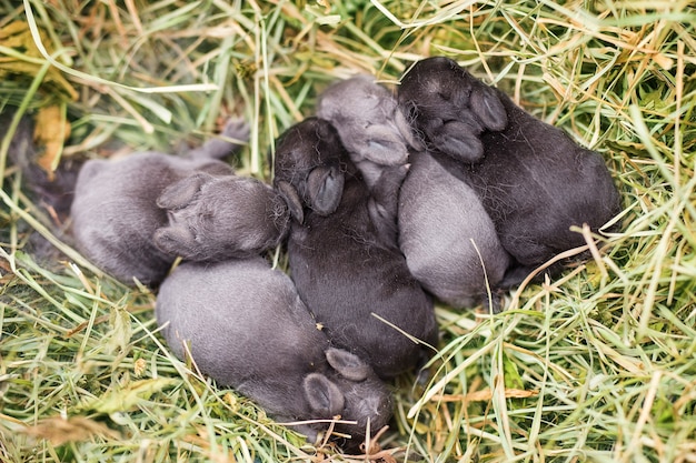 Piccoli conigli ciechi appena nati grigi e neri