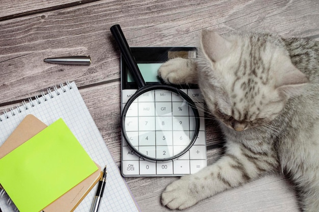 A small gray cat lies on a table next to office supplies a\
notebook a pen a calculator