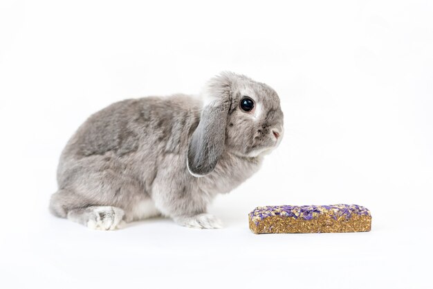 A small gray decorative lop-eared rabbit with a pellet nearby.  The concept of caring for pets.