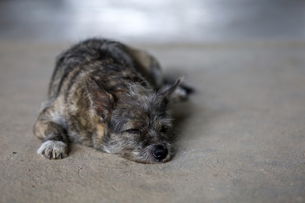 small gray dog laying on the floor