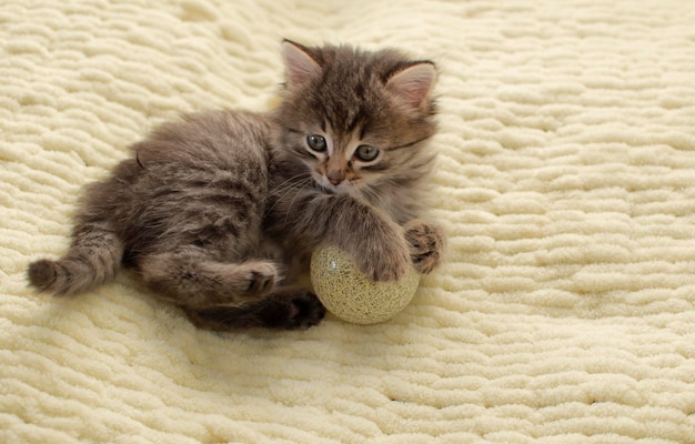 Small gray, fluffy kitten is playing with a ball at home. The concept of pets.