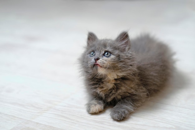 Small gray fluffy kitten with gray eyes looks up